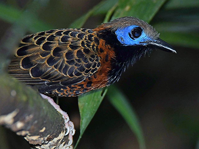 Ocellated Antbird by Alan Lenk
